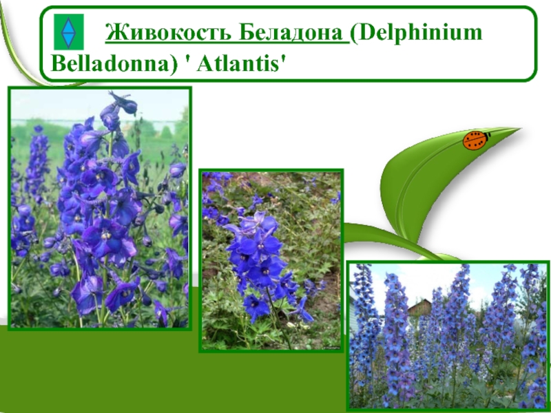Живокость Беладона (Delphinium Belladonna) ' Atlantis'