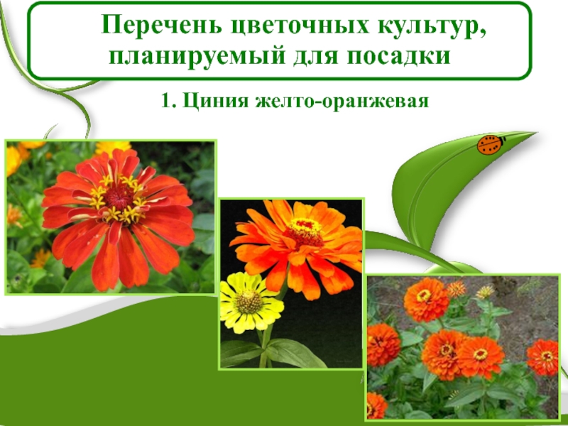 Перечень цветочных культур, планируемый для посадки1. Циния желто-оранжевая