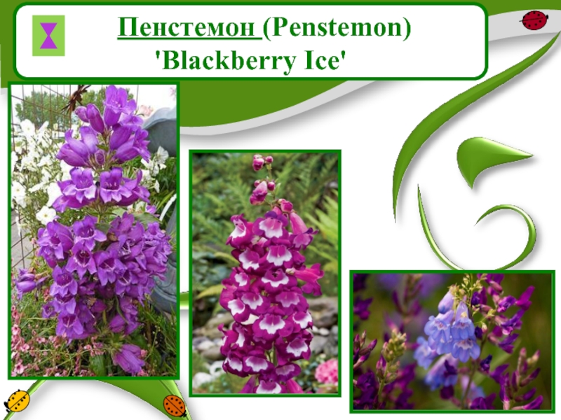 Пенстемон (Penstemon) 'Blackberry Ice'