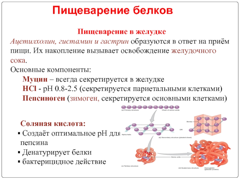 Схема переваривания белков