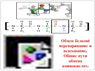 Обмен белков. Переваривание и всасывание. Общие пути обмена