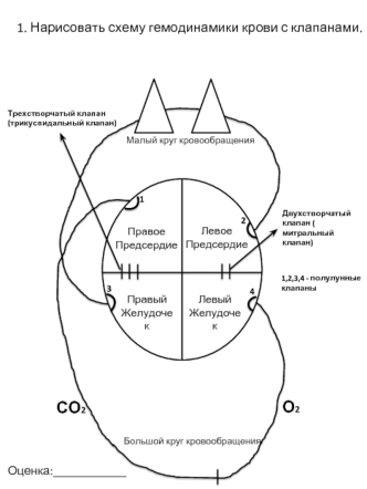 Схема гемодинамики крови с клапанами. Электрокардиограмма