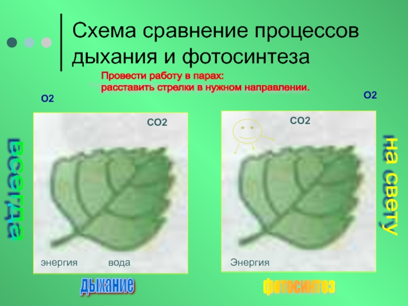 Дыхание как и фотосинтез ответы. Схема процесса фотосинтеза. Фотосинтез и дыхание растений. Процесс дыхания зеленого листа. Схема процесса дыхания растения.