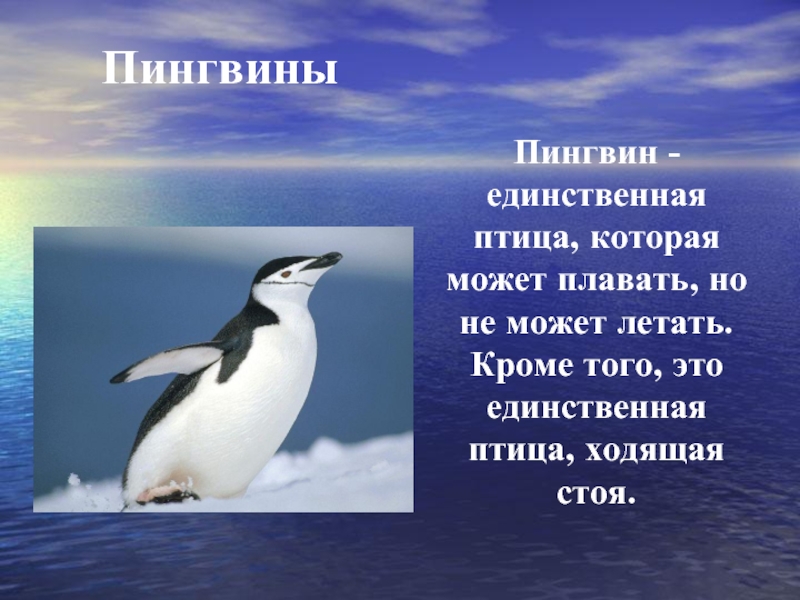 ПингвиныПингвин - единственная птица, которая может плавать, но не может летать.