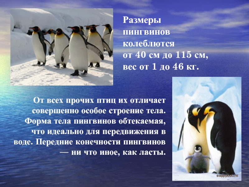 Размерыпингвинов колеблются от 40 см до 115 см, вес от 1