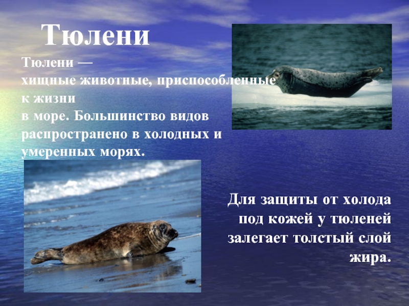 ТюлениТюлени — хищные животные, приспособленные к жизни в море. Большинство видов
