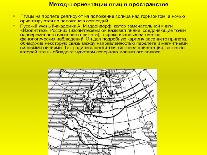 Как ориентируются птицы