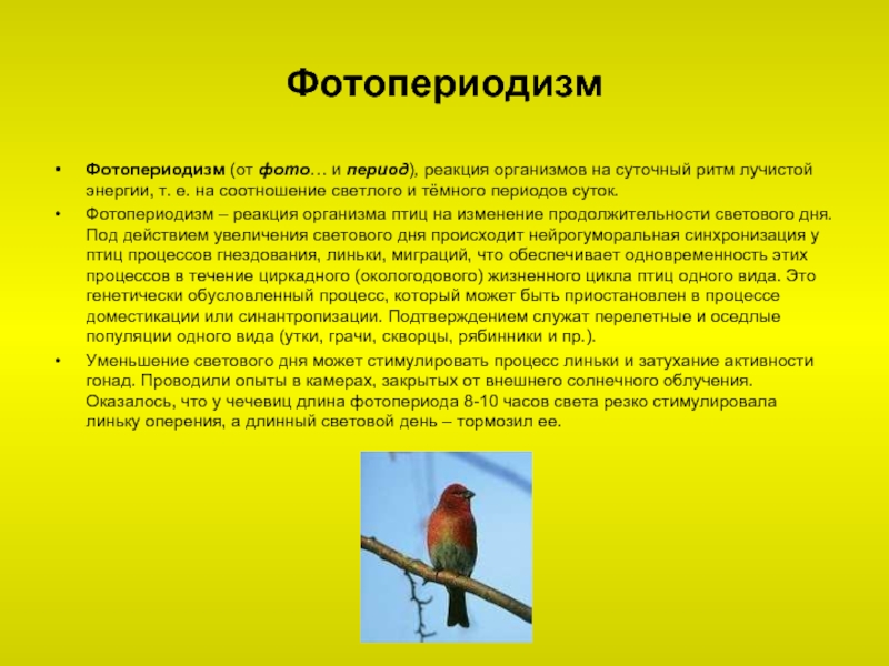 Длина светового дня какой фактор. Фотопериодизм. Фотопериодизм у животных. Фотопериодизм у птиц. Реакции организма птиц.