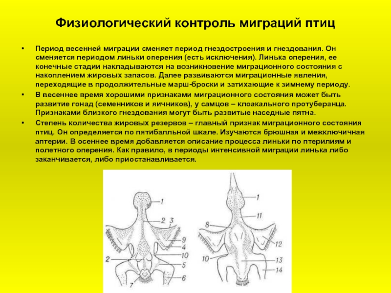 Период контроля. Миграционное состояние птиц. Аптерии у птиц. Фотопериодизм у птиц. Птерии и аптерии.