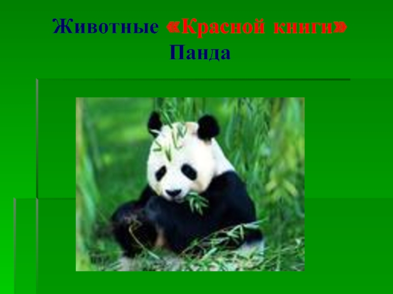 Животные «Красной книги» Панда