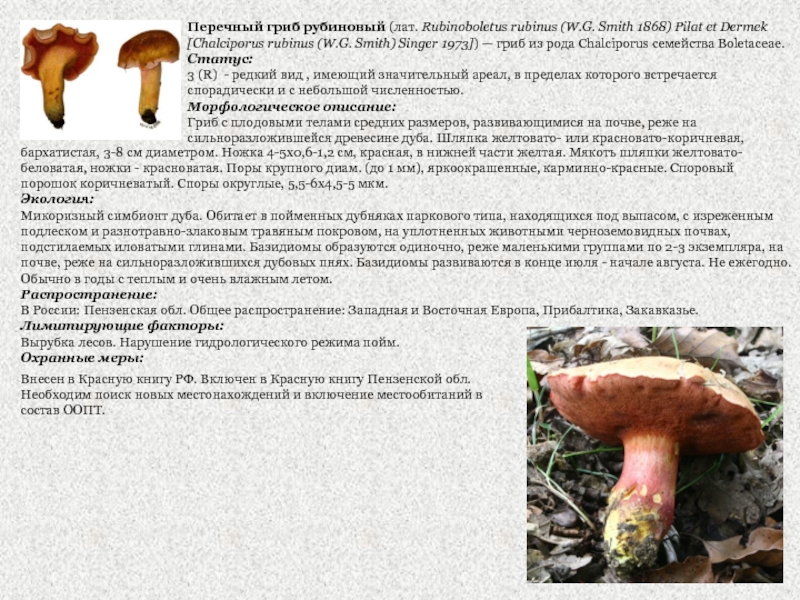 Перечный гриб рубиновый (лат. Rubinoboletus rubinus (W.G. Smith 1868) Pilat et Dermek