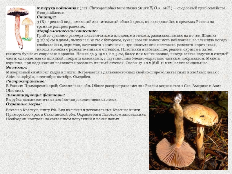 Мокруха войлочная (лат. Chroogomphus tomentosus (Murrill) O.K. Mill.) — съедобный гриб семейства