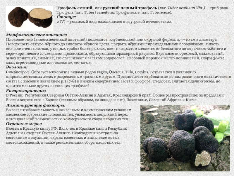 Трюфель летний, или русский черный трюфель (лат. Tuber aestivum Vitt.) — гриб