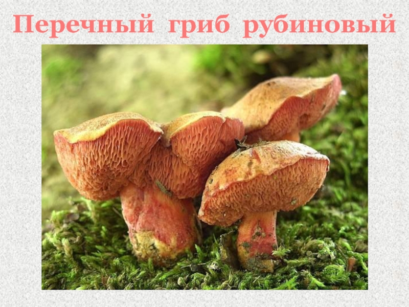 Перечный гриб рубиновый