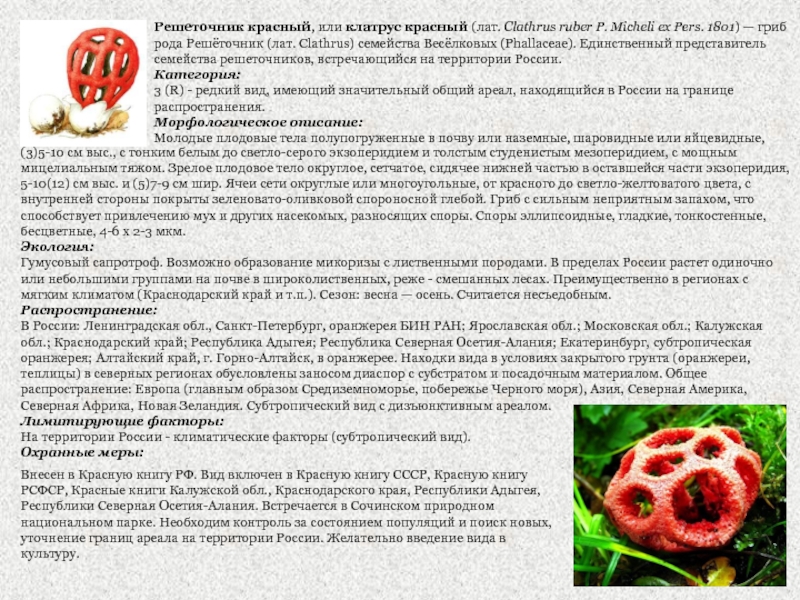 Решеточник красный, или клатрус красный (лат. Clathrus ruber P. Micheli ex Pers.