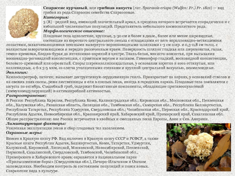 Спарассис курчавый, или грибная капуста (лат. Sparassis crispa (Wulfen: Fr.) Fr. 1821)