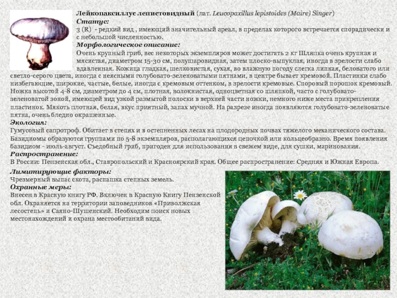 Лейкопаксиллус лепистовидный (лат. Leucopaxillus lepistoides (Maire) Singer) Статус:3 (R) - редкий вид