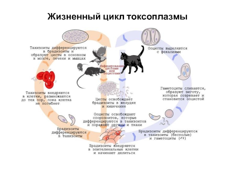 Жизненный цикл токсоплазмы схема