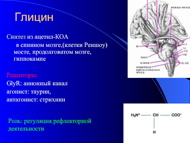 ГлицинСинтез из ацетил-КОА	в спинном мозге,(клетки Реншоу) мосте, продолговатом мозге, гиппокампеРецепторы: GlyR: анионный