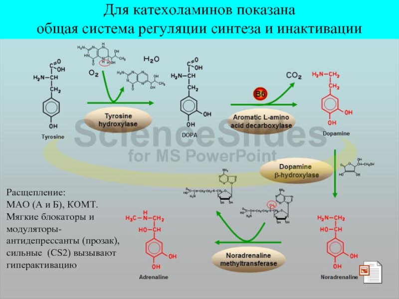 Для катехоламинов показана общая система регуляции синтеза и инактивацииДля катехоламинов показана общая