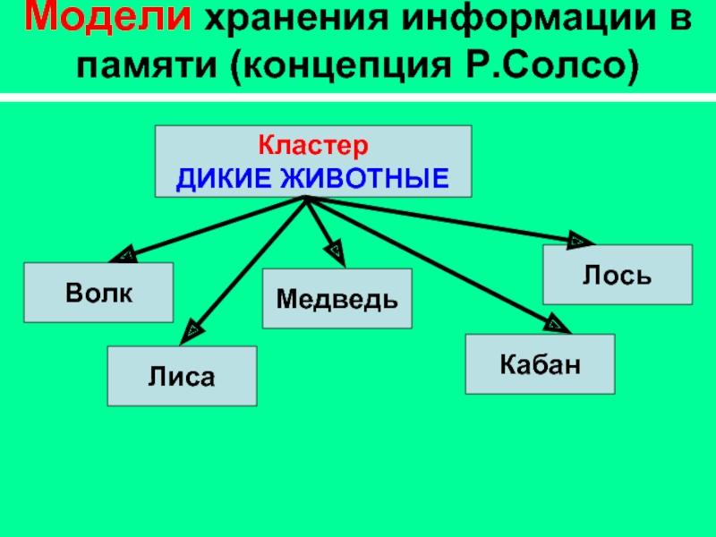 Модели памяти. Кластер Дикие животные. Модель хранения информации. Модель переработки информации Солсо. Какие модели внимания есть у Солсо.