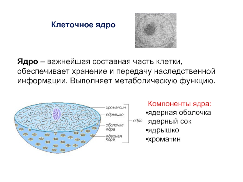 Для какой клетки характерны ядру. Компоненты ядра клетки. Компоненты клетки ядро ядрышко. Компоненты, строение и функции клеточного ядра. Ядро строение компоненты функции.