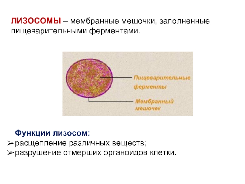Функции органоидов лизосома. Лизосома функции органоида. Лизосомы строение органоида и функции. Строение и функции лизосомы клетки. Особенности строения лизосомы.