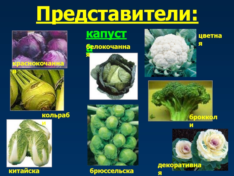 Капуста кудрявая рефлекс фото