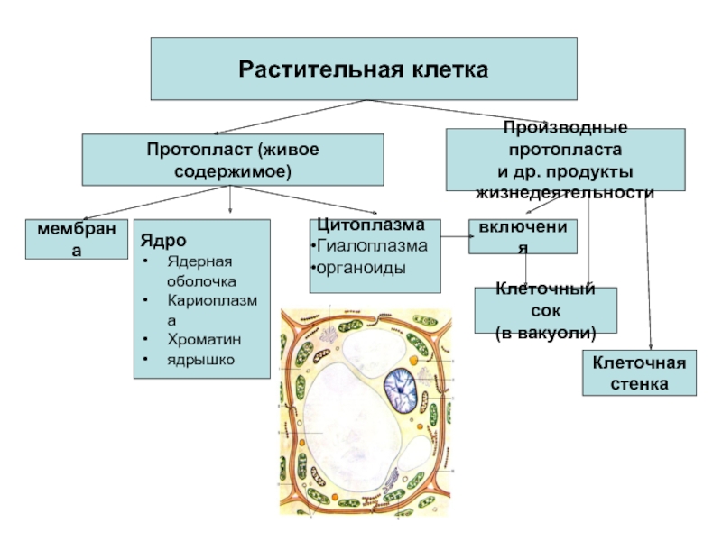 Хранение продуктов жизнедеятельности растительной. Схема клетки оболочка цитоплазма ядро. Схема растительной клетки протопласт.