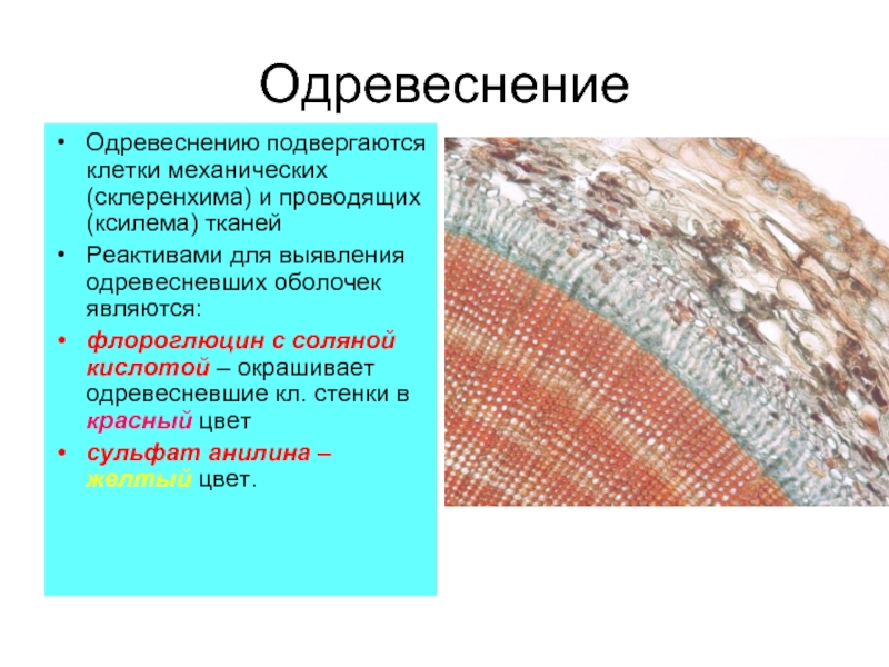 Ткань состоящая из клеток с утолщенными одревесневшими. Одревеснение клеточной стенки. Одревеснение лигнификация. Одревесневшая клеточная стенка. Качественная реакция на одревеснение.