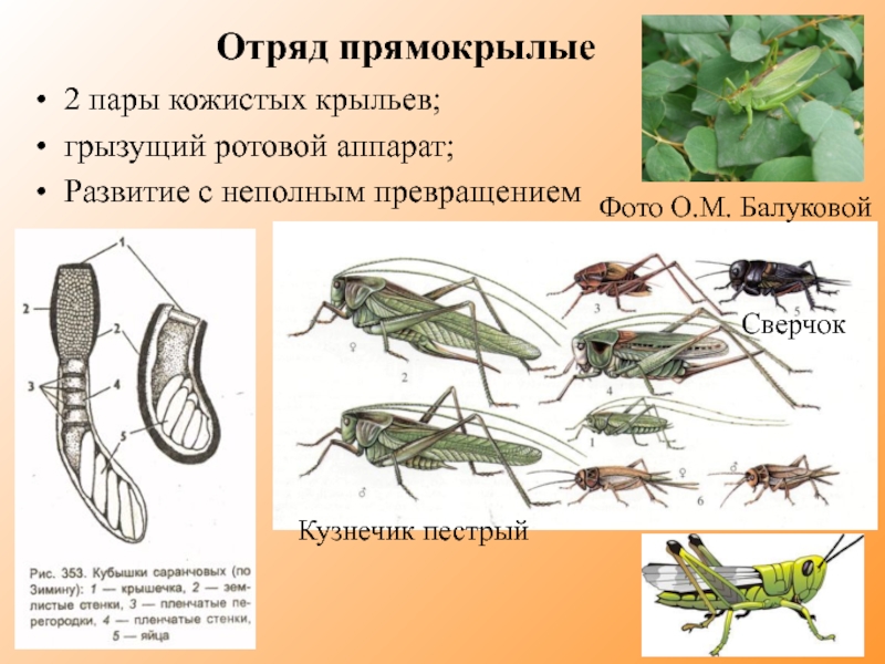 Какой тип развития характерен для саранчи перелетной изображенной на рисунке