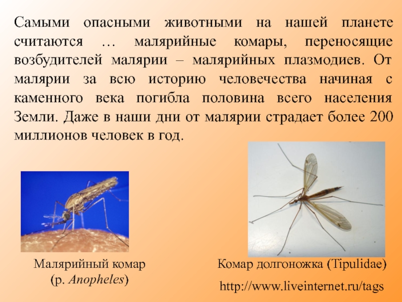 Малярийная муха. Малярийный комар и малярийный комар. Комары презентация. Малярийный комар биология. Малярийный комар переносчик.