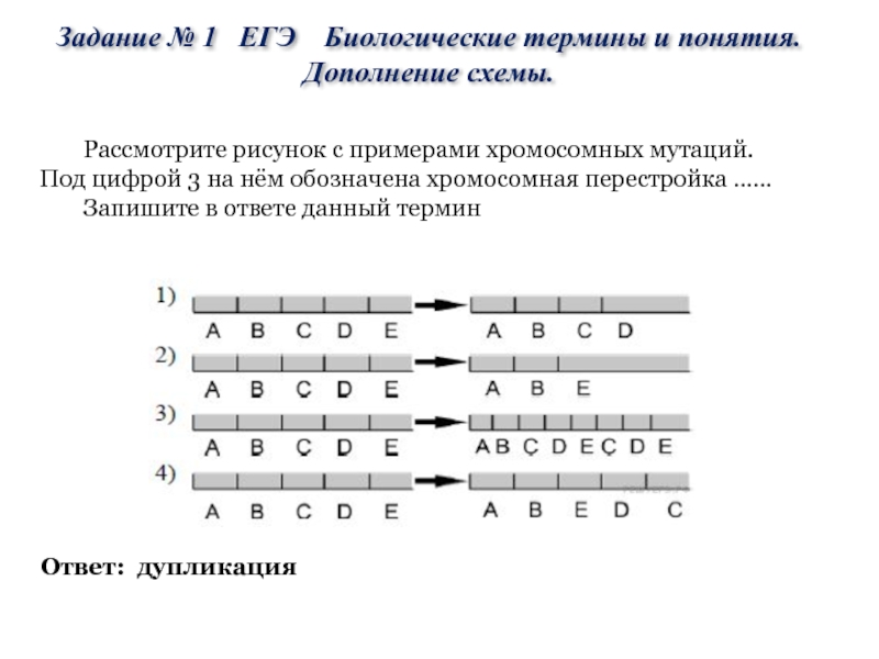 Рассмотрите рисунок с примерами хромосомных мутаций. Под цифрой 3 на нём обозначена