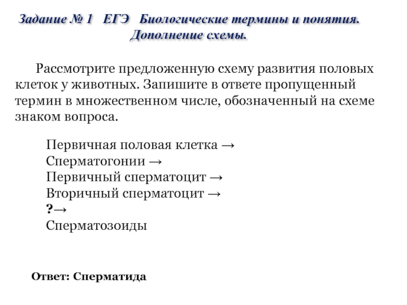 Рассмотрите предложенную схему развития половых клеток у животных. Запишите в