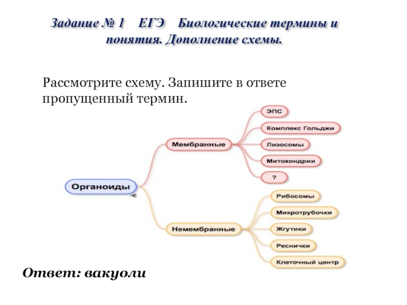 Рассмотрите схему запишите в ответе пропущенный термин