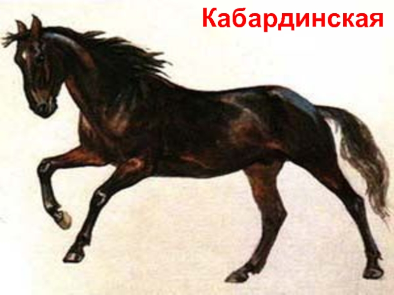 Рассмотрите фотографию черной лошади породы кабардинская. Кабардинский Адыгэш лошадь. Кабардинская порода лошадей. Кабардинская порода (Адыгэш). Кабардинская порода лошадей Шолохов.