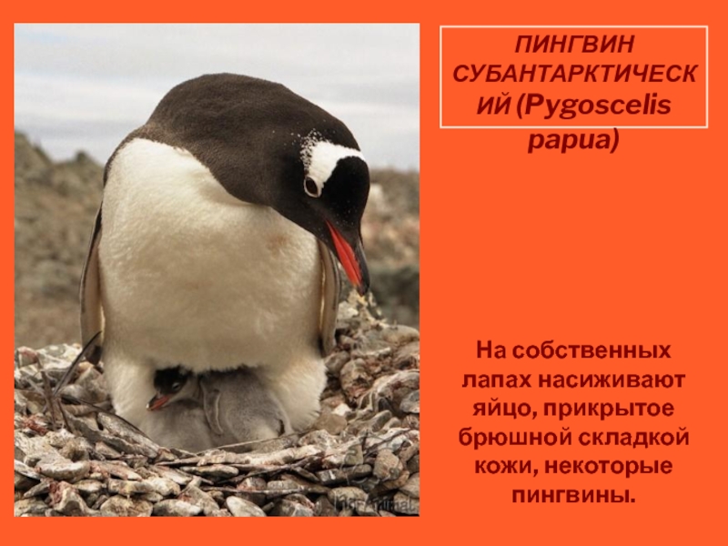 Субантарктический Пингвин. Сообщение Субантарктический Пингвин. Пингвин прикрывает яйцо. Субантарктический Пингвин рост. Какой тип развития характерен для субантарктического пингвина