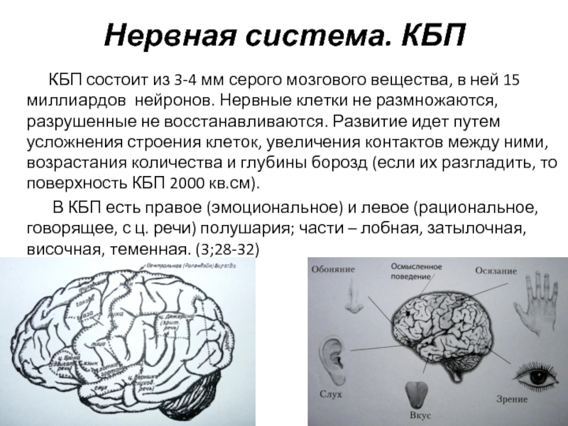 Доклад: Психика и мозг 3