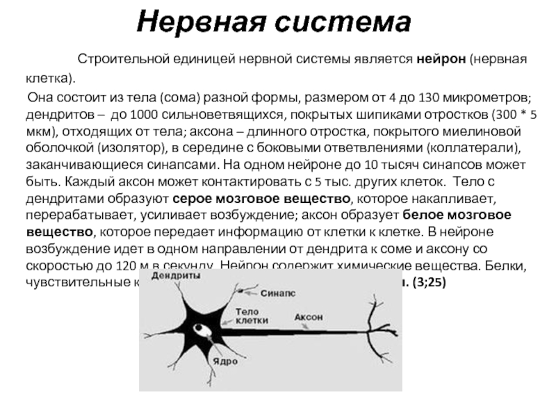 Единица нервной системы. Сильноветвящийся Нейрон. Отличие нерва от нейрона. Строительная единица нервной системы. Нервные клетки состоят из тела и способны создавать.