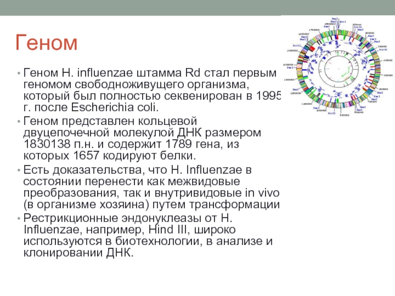 Геном организма. Функции генома. Виды геномов. Геном виды геномов. Геном человека полностью секвенирован.