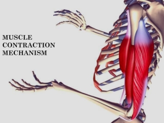 Muscle contraction mechanism