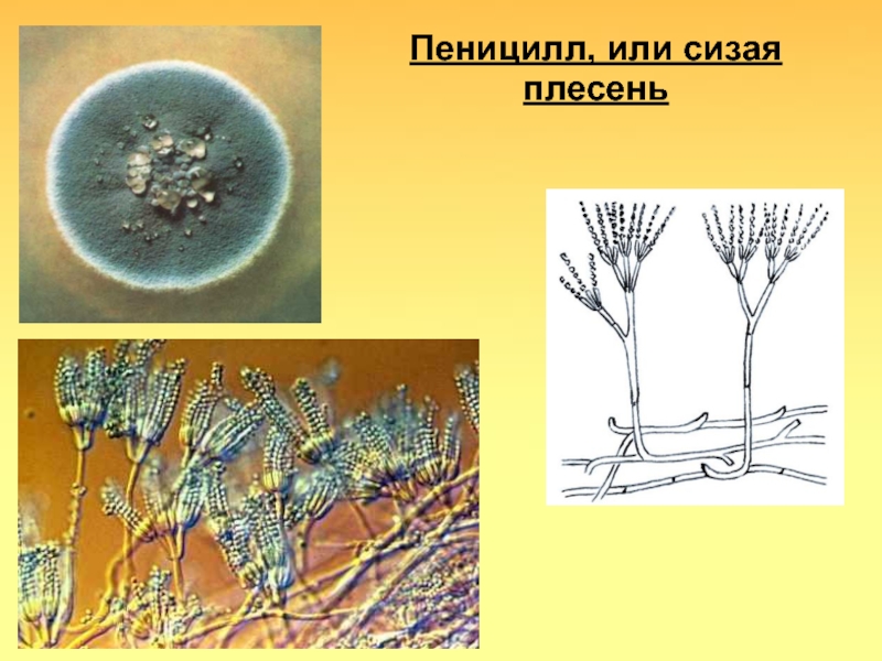 Рисунок пеницилла с подписями