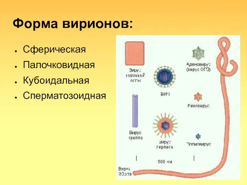 Рисунки различных форм вирионов