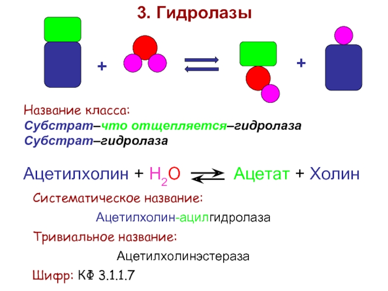 Класс гидролаз. Гидролазы ферменты. Гидролазы примеры реакций. Гидролазы примеры ферментов.