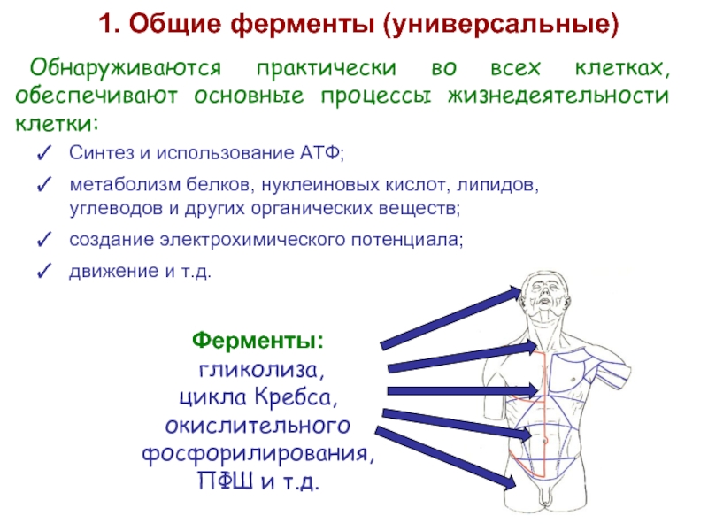 Общая характеристика ферментов. Ферменты лекция. Пул это в биохимии. В процессе жизнедеятельности клетки используют энергию