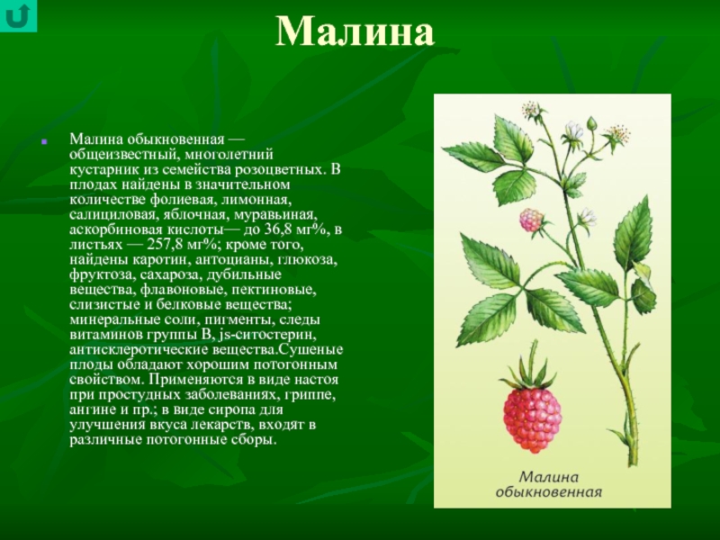 Описаны сообщение. Семейство Розоцветные малина обыкновенная. Малина описание растения. Доклад о Малине. Описание малины.