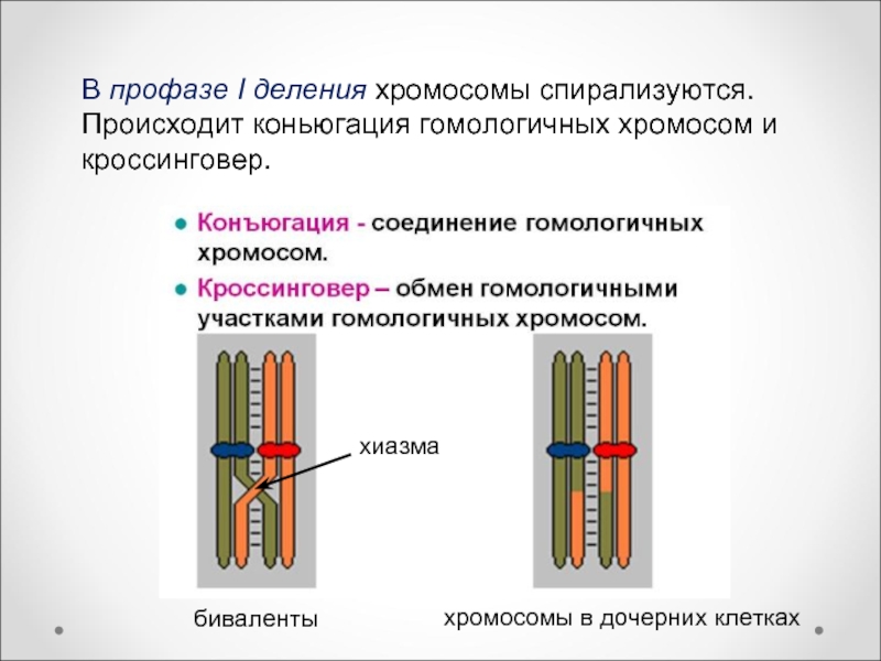 Спирализация хромосом конъюгация. Биваленты конъюгация кроссинговер. Кроссинговер гомологичных хромосом. Схема кроссинговера. Конъюгация и кроссинговер происходят в.