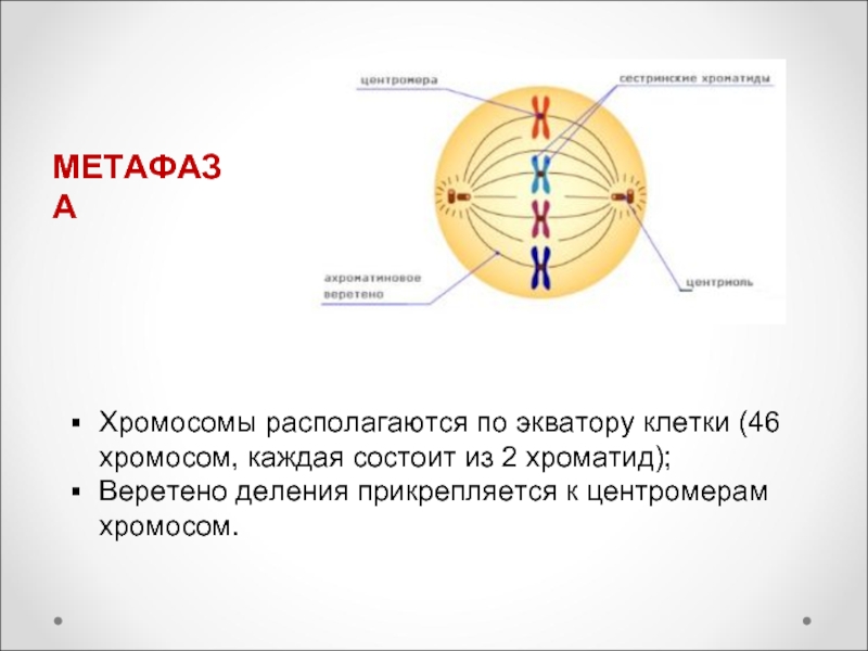 Метафаза. Хромосомы в метафазе. В метафазе хромосомы располагаются. Хромосомы располагаются по экватору клетки. Хромосомы располагаются на экваторе клетки в.