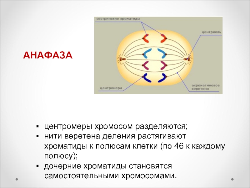 Полюса веретена деления. Ядро в анафазе. Нити веретена деления анафаза. Нити веретена деления в клетке. Центромера и Веретено деления.