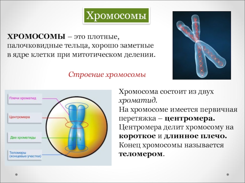 Хроматид в ядре. Строение хромосомы клетки 9 класс. Строение хромосомы хроматиды. Хромосомы их строение и функции. Хромосома состоит из двух.